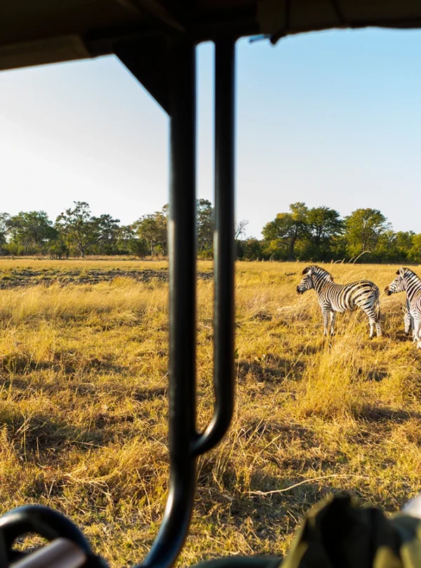 Game Drive 2