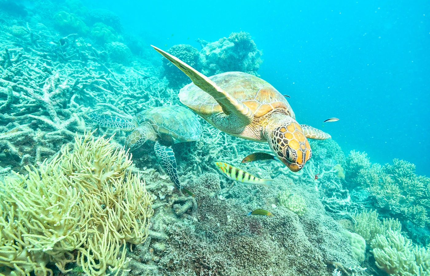 Great Barrier Reef