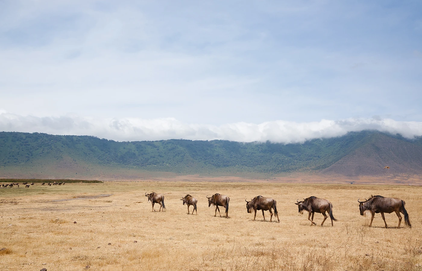 Ngorongoro